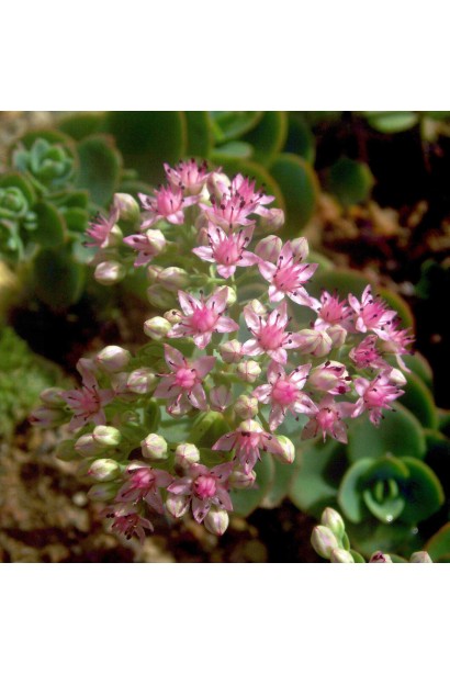 Очиток гібридний Лайм Зінгер рожеві зірчасті квіти